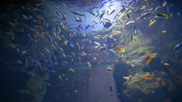 Rybí oceanárium, různé druhy vodních živočichů Plaveck ve velkém akváriu — Stock video