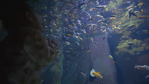 Счастливый маленький ребенок любовно смотрит на различных рыб, которые плавают в аквариуме — стоковое видео
