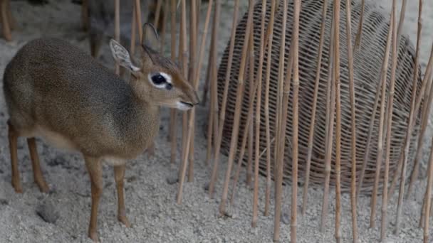 Kirks dik-dik Madoqua kirkii hayvanat bahçesinde küçük antilop çiğneme gıda — Stok video