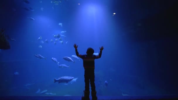 Menino assistindo admirando a beleza do mundo subaquático no zoológico — Vídeo de Stock
