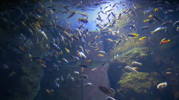 Lot of fish swims in aquarium with light rays, deep underwater world — Stock Video