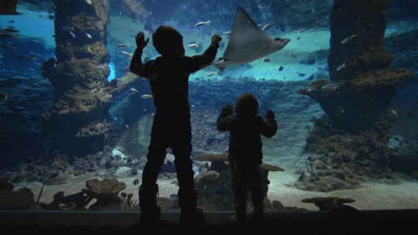 Морская жизнь, любопытные дети наблюдают за рыбами, купающимися в большом аквариуме — стоковое видео