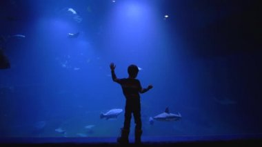 turizm ve entertaiment, küçük çocuk köpekbalıkları, vatozlar ve balık okulu izlerken büyük akvaryum tankı yakınında kalmak