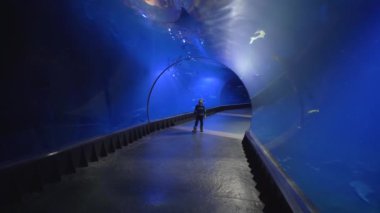 turist çocuk akvaryum tünelinde yürümek hayranlıkla mavi suda yüzmek farklı balık bakar