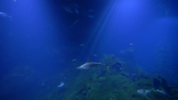 Marine life, stingrays, whale sharks and school of fish in large aquarium at zoo — Stock Video