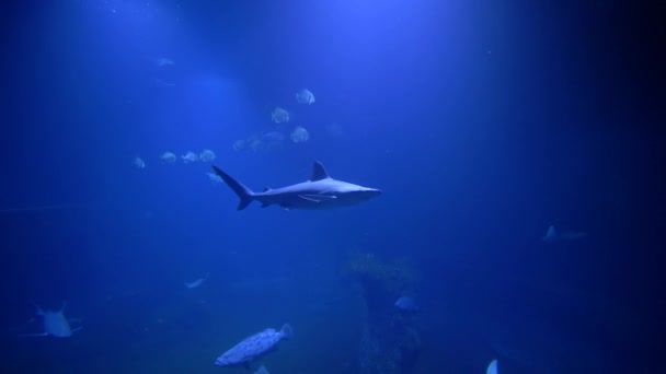 Parque marino en zoológico, tiburones y escuela de peces nadan en acuario azul — Vídeo de stock