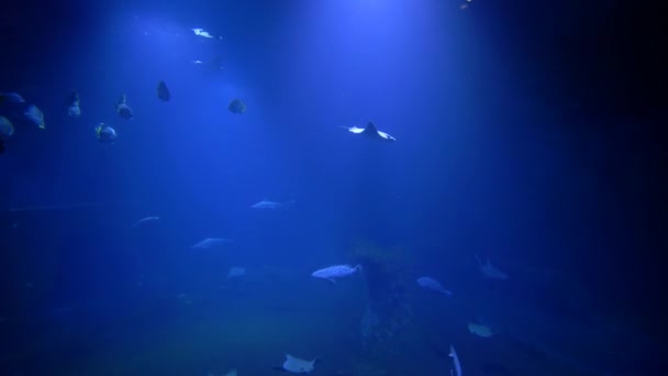 Marine park, stingrays and school of fish swim in blue aquarium at zoo — Stock Video