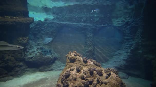 Океанариум, скаты и пресноводные рыбы плавают под водой в большом аквариуме — стоковое видео