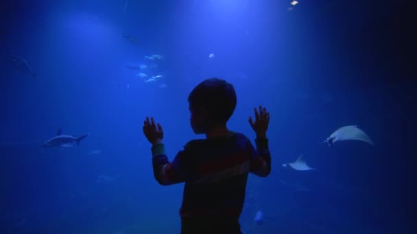 観光客の子供は大きな水族館タンクの近くに滞在し、動物園で海とその住民の美しさを探ります — ストック動画