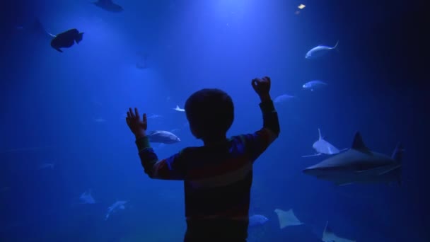 Podmorski świat w zoo, mały chłopiec podziwie patrzy na ecsotic ryby pływać w niebieskim ogromnym akwarium — Wideo stockowe