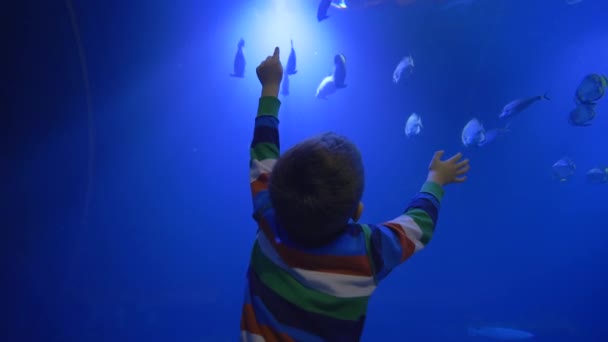 Zoológico, niño cuenta los animales acuáticos que nadan en el acuario azul grande — Vídeos de Stock