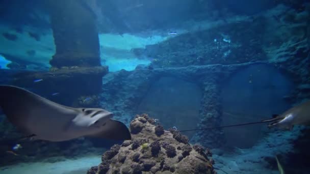 Criaturas oceânicas, aquário com peixes tropicais e arraias nadando na água no zoológico — Vídeo de Stock