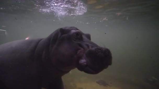 Животные в подражании дикой природе, большой бегемот плавает под водой с большим количеством рыбы в зоопарке — стоковое видео