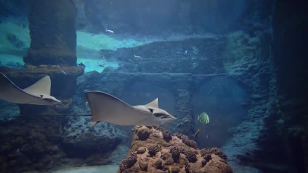 Fiskar, stingrays, havsdjur simma i vatten, undervattensliv i Zoo — Stockvideo