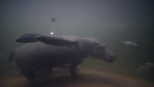 Animais exóticos em imitação vida selvagem, hipopótamo nadando debaixo d 'água com lotes de peixes no zoológico — Vídeo de Stock