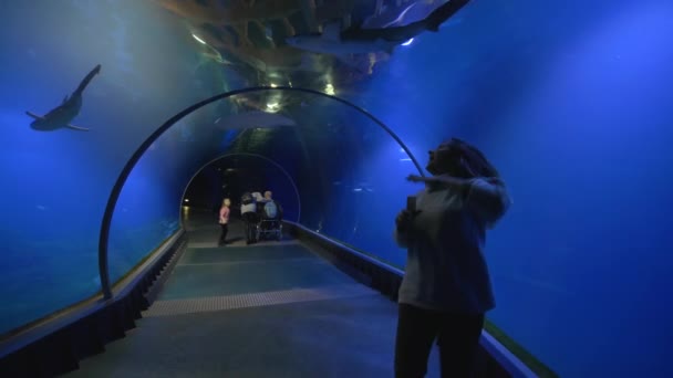 Океанариум, весёлая девушка-туристка с восхищением показывает на акуле, которая плавает в огромном аквариумном туннеле — стоковое видео