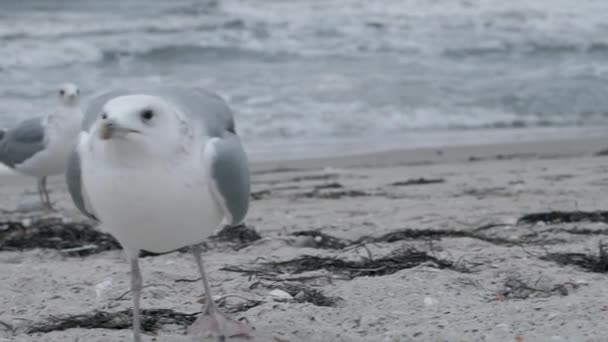 Чайка ходить на піску, а потім ловить шматочок риби на тлі своєї стада, білі птахи на березі крупним планом — стокове відео