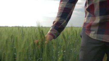 Tarım, tanınmayan çiftçi yeşil tarlalarda yavaşça yürüyor ve tarlada arpaya dokunuyor.