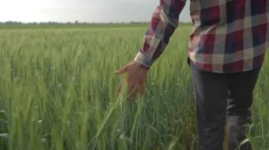 barley crop, farmer hand touches of top of a green plants close up during walking among beautiful plantation in field on background of sky