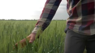 Çiftçi eli arpa tarlasına dokunuyor, erkek sahibi yeşil tarlaların arasında yürüyor, gökyüzünün arka planında.