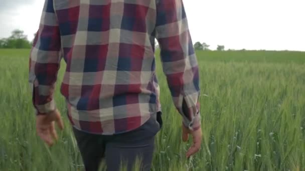 Agronomist mens strelen groene planten op biologische boerderij tijdens het wandelen in gerst veld op de achtergrond van het landschap close-up in slow motion — Stockvideo