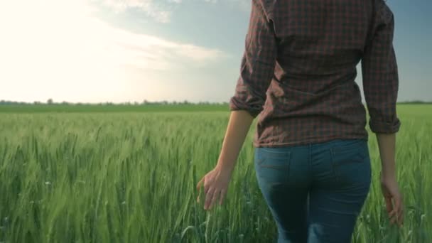 Landwirtschaftliches Geschäft, weibliche Hand berührt grüne Pflanzen aus nächster Nähe, Bäuerin geht zwischen Gerstenpflanzen auf dem Feld vor dem Hintergrund des Himmels — Stockvideo