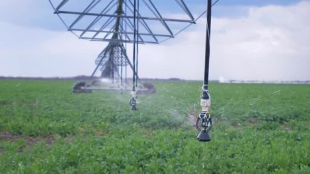 Azienda agricola, impianto di irrigazione in funzione nei campi colza primo piano — Video Stock