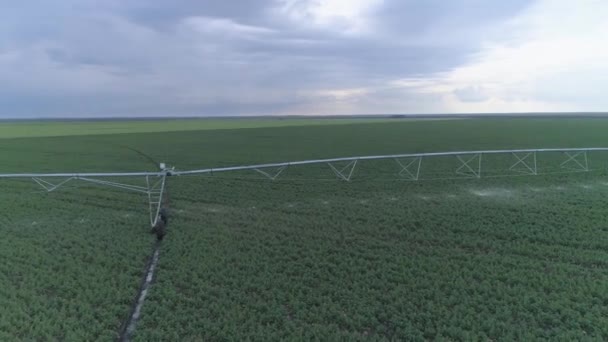 Irrigation equipment watering rapeseed field, drone view on agricultural land — Stock Video