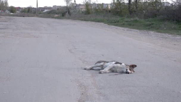 Dood karkas van dier hond aangereden auto op de weg — Stockvideo