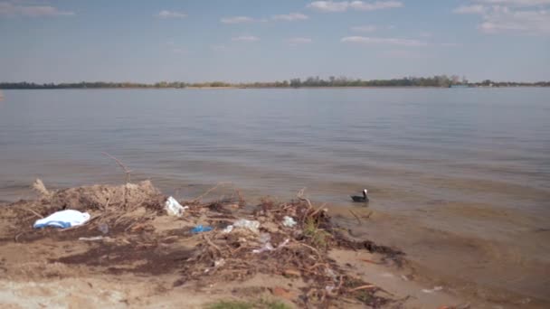 Ecological problems, plastic garbage on polluted river waterfront and duck swims — Stock video