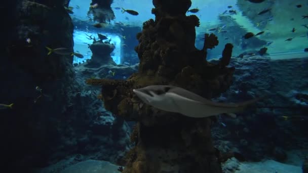 Animais aquáticos em zoológico, arraias estão nadando entre peixes em aquário grande com natureza marinha em águas claras — Vídeo de Stock