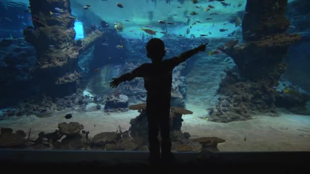 Океанариум, темная фигура мальчика, рассматривающего рыбу в большом аквариуме с морской природой в чистой воде — стоковое видео