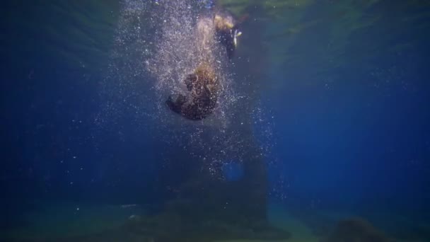 Oceanarium, roliga pälssälar spelas genom att simma i klart transparent vatten i akvarium — Stockvideo