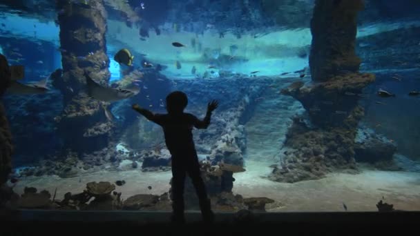 Wereld van vissen in aquarium, kleine jongen overweegt vissen en pijlstaartroggen in groot oceanarium met mariene natuur in helder blauw water — Stockvideo