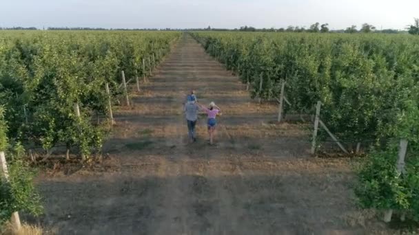 Agro-industrie, parents heureux avec tout-petit tenant la main le long du jardin de pommes entre les rangées — Video