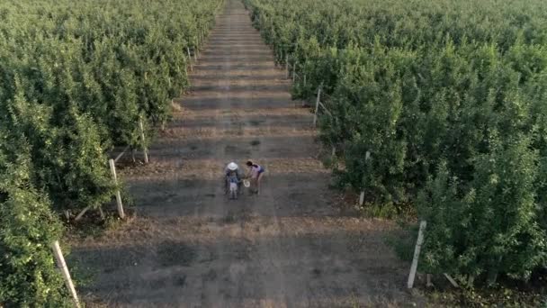 Familia rural feliz divertirse durante la cosecha en el jardín de manzanas en verano — Vídeos de Stock