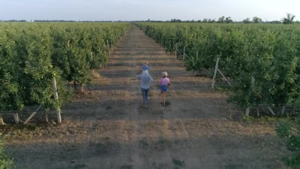 Jeunes agriculteurs maman et papa avec petit fils marchent dans le verger de pommes entre les rangs pendant la récolte — Video