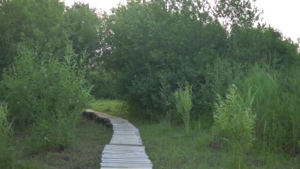 Прогулка по деревянному мосту на природе с красивым ландшафтом зеленых деревьев — стоковое видео