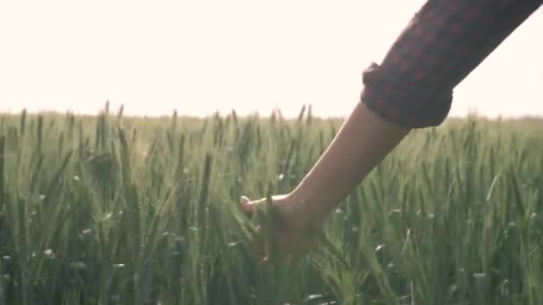 Mezőgazdaság, parasztlány kéz megérinti tüskék séta közben zöld gabona mező ellen ég — Stock videók