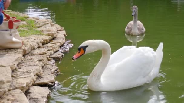 Detailní záběr lidské ruky krmí bílou labuť, která plave v jezírku — Stock video