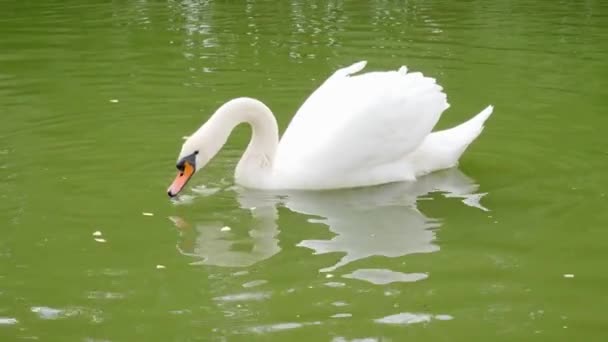 Two swans swim on the river in slow motion and choose food — ストック動画