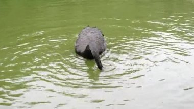 Kırmızı gagalı yalnız siyah kuğu yeşil bir nehirde yüzer ve yemeği seçer.