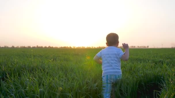 Szczęśliwe dziecko biegnie na zielone pole, radosny dzieciak skacze do trawy o zachodzie słońca, słodkie dziecko gra na świeżym powietrzu w zwolnionym tempie, — Wideo stockowe