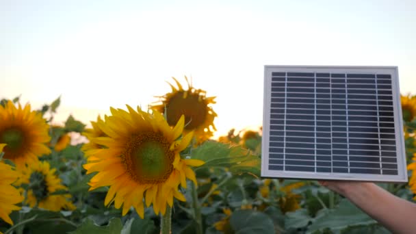 Энергосберегающие технологии, солнечная батарея в руке рядом с полем в замедленной съемке, рука держит солнечную панель на фоне голубого неба — стоковое видео