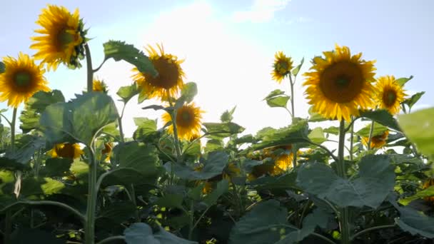 Sonnenblumenfeld auf dem Hintergrund des Himmels und der hellen Sonne, blühendes Sonnenblumenfeld im Gegenlicht, wunderbare Aussicht auf die Wiese — Stockvideo