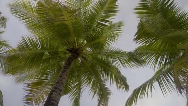 Exotické cestování, vysoké tropické palmy na pobřeží oceánu s teplou vodou — Stock video