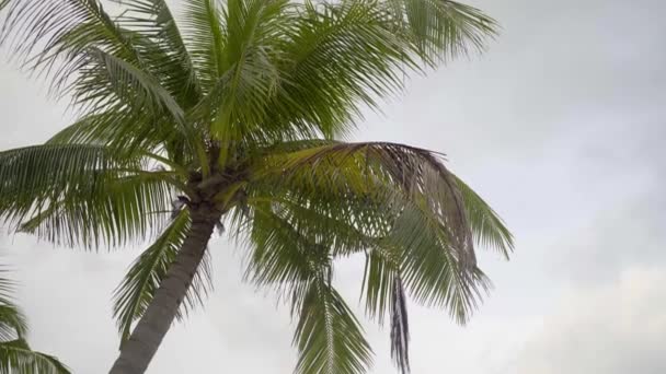 Viajes de verano, vista de la palma tropical y la cámara se mueve al bungalow de agua en el océano en la costa exótica — Vídeo de stock