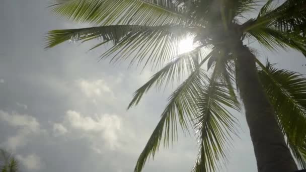 Palmera tropical cerca del cielo en los rayos del sol — Vídeos de Stock