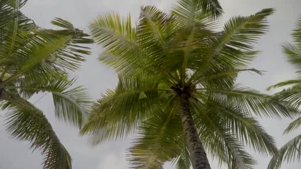 Tropical waterfront, tall green palm trees on seaside with warm water — Stock Video