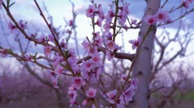 Çiçek açan ağaçlar, pembe kayısı çiçekleri gökyüzüne karşı